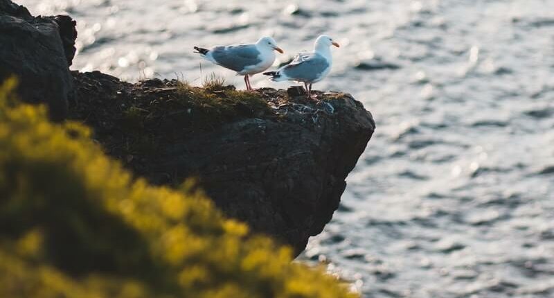 pexels-erik-mclean-4700544 Möwen auf Felsvorsprung