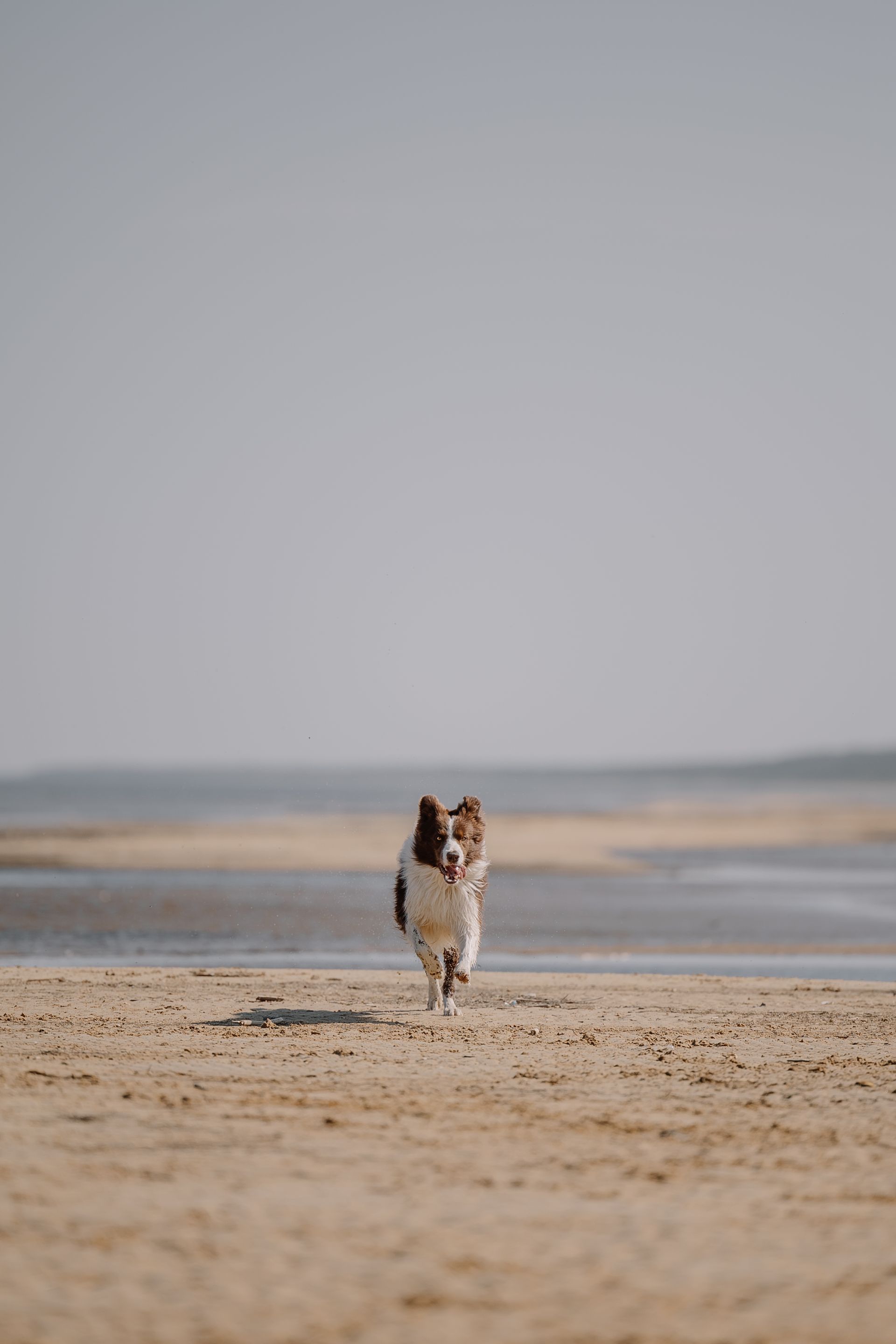 Hund am Sandstrand als Symbolbild für Urlaub mit Hund an der Ostsee